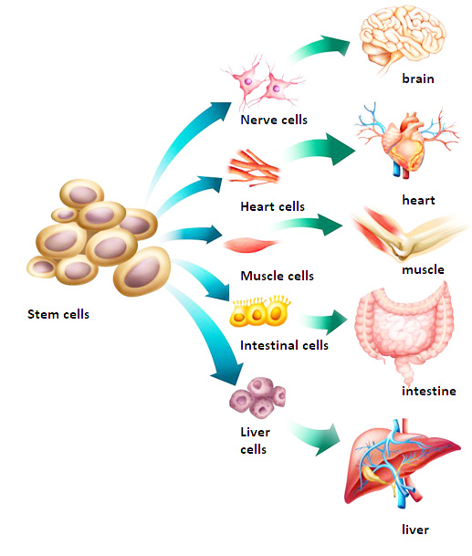 Stem cell treatment for macular degeneration in Germany