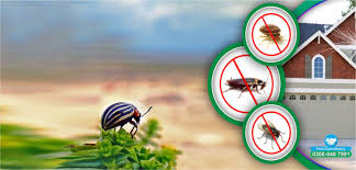 termite control services in Lahore