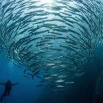 dive trip to Sail Rock, Thailand