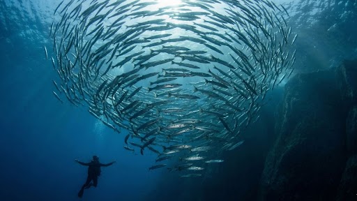 The Granite Magnet: Why Sail Rock is the Only True Deep-Sea Oasis in the Gulf